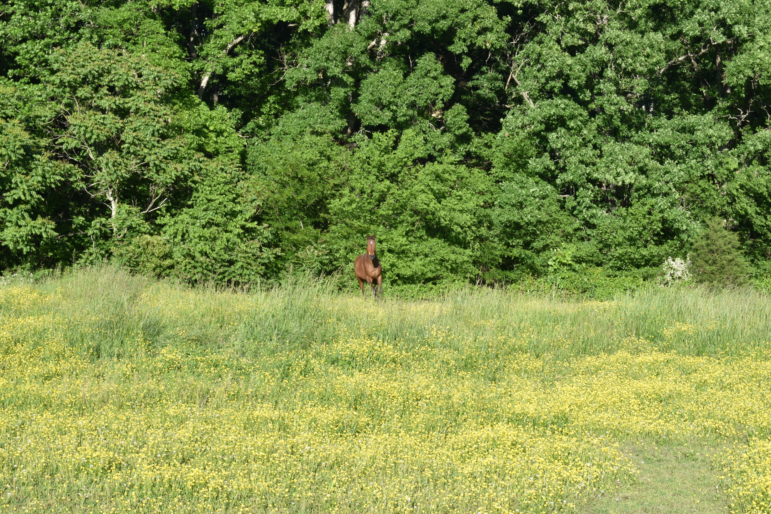 Pasture View