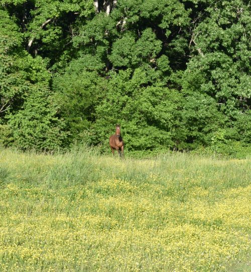 Pasture View