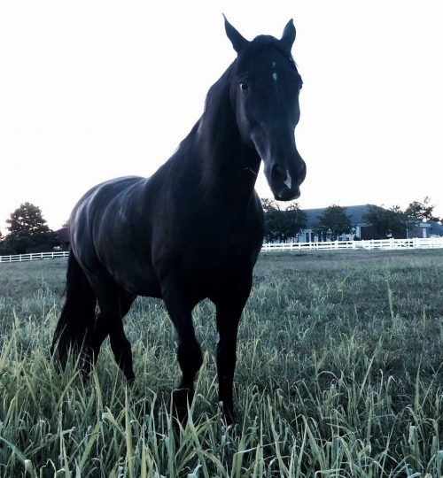 Resident Horses